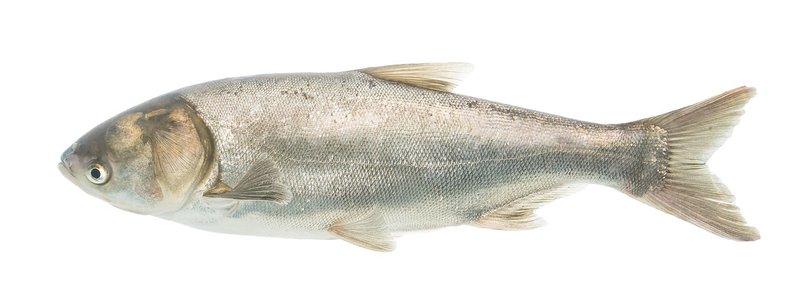 Carpe argentée