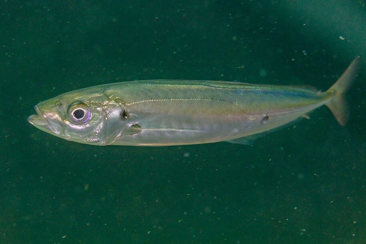 Chinchard