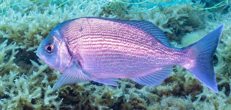 Dorade royale
