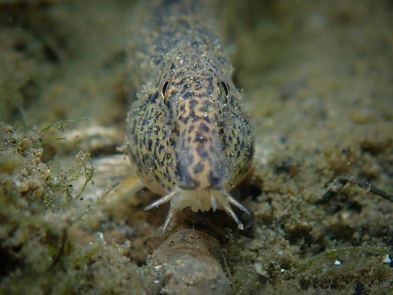 Loche épineuse