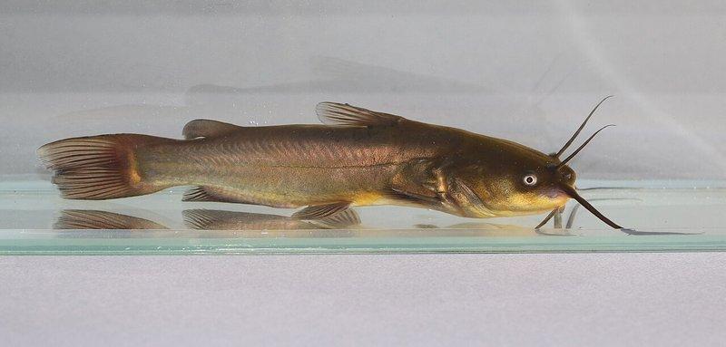 Poisson-chat
