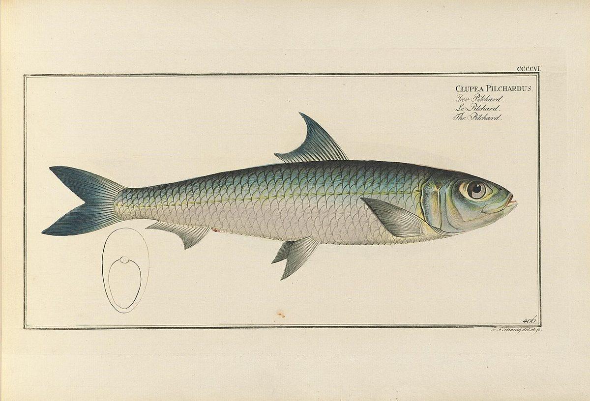 Sardine