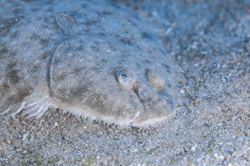Sole