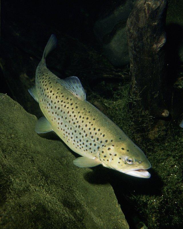 Truite de mer